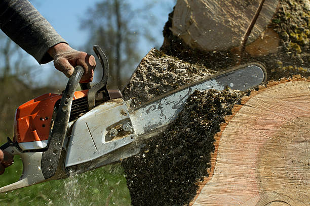 Best Tree Pruning Services  in Cambria, IL